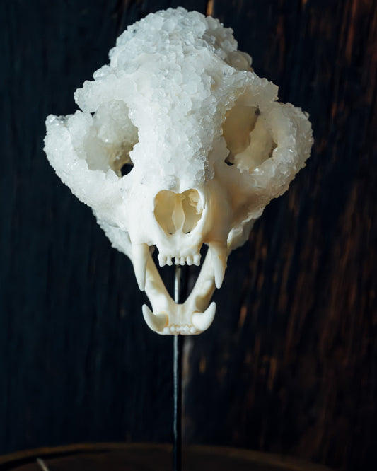 Crystal Skull 'Chaak'